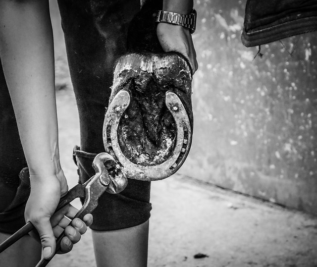Farrier shoeing a horse