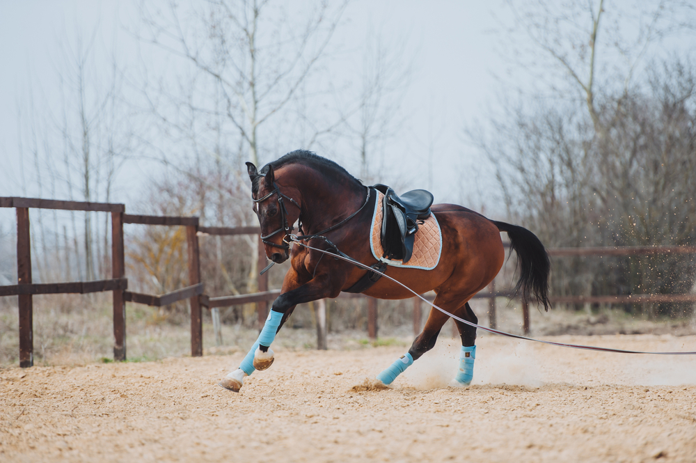 Lunging a horse