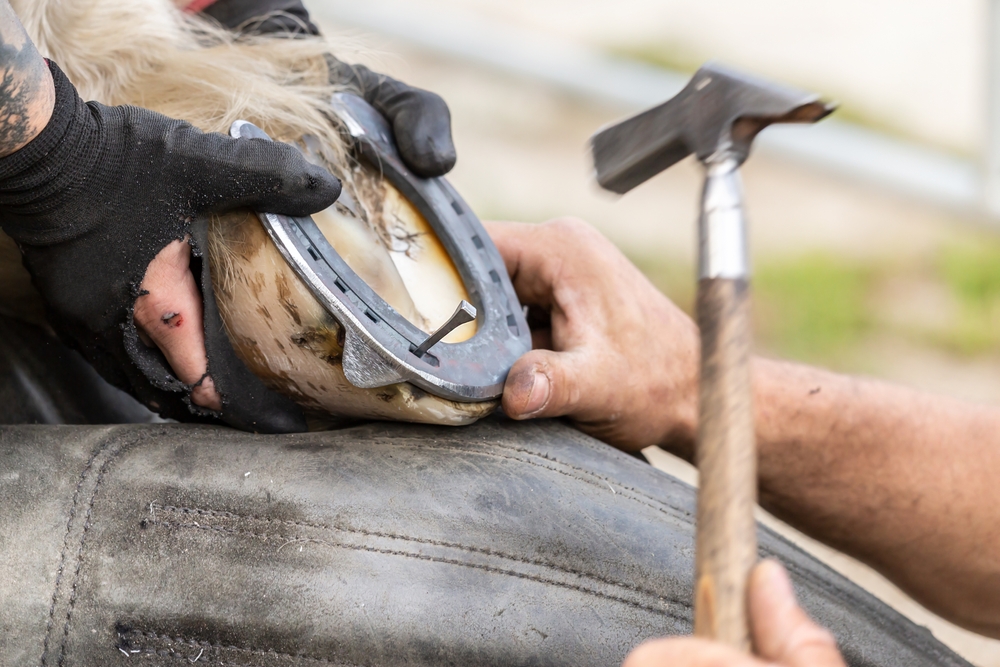 Farrier