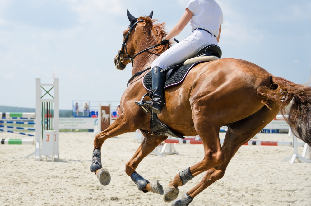 Show jumping