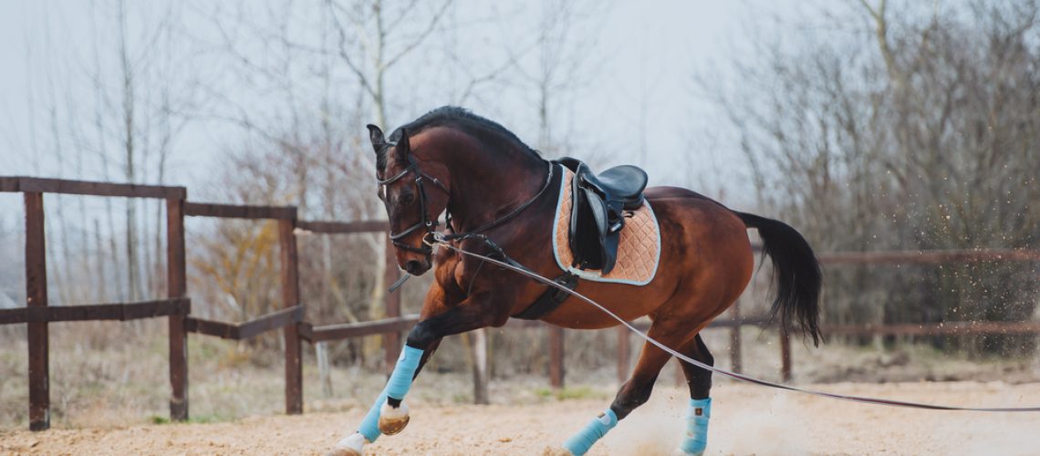 Lunging a horse